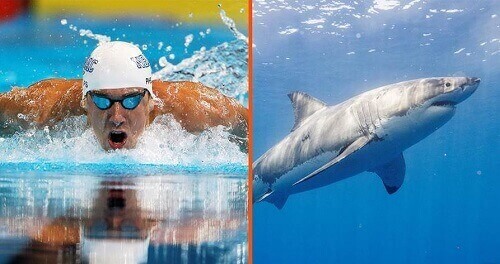 Michael Phelps races Great White Shark